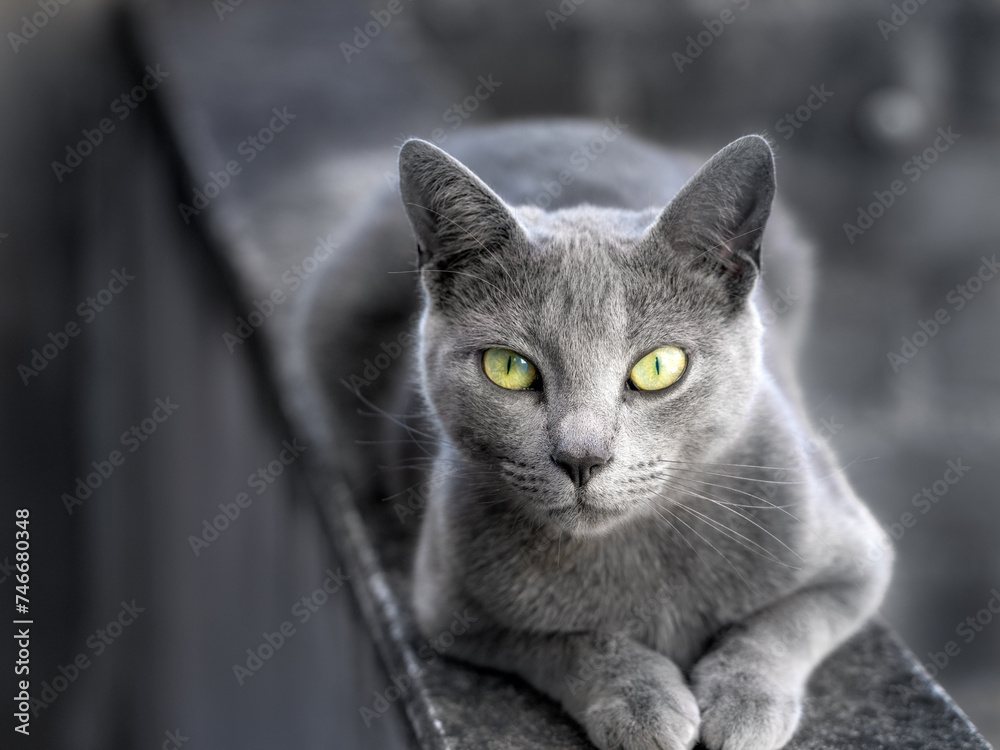 Grey cat with yellow eyes lounging on an outdoor wall.