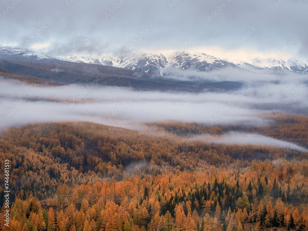 snow mountains and forests covered with morning fog