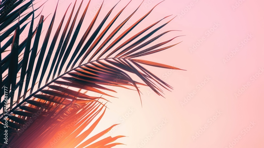Sunset on the beach. Palm leaves. Palm trees at tropical coast, coconut tree summer vacation concept Sunset on the beach. Palm leaves. Palm trees at tropical coast, coconut tree summer vacation concept