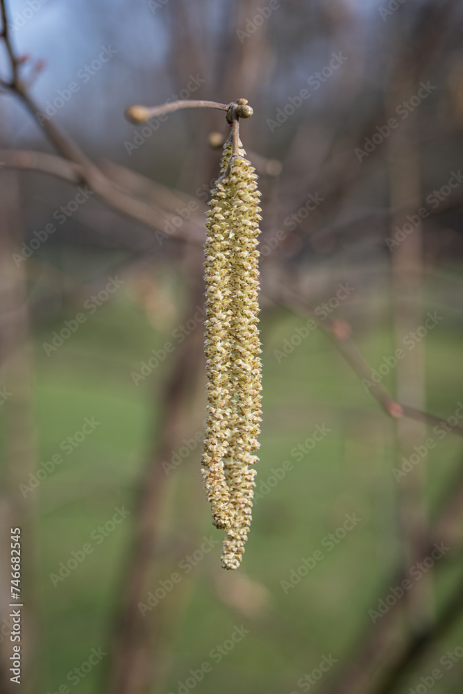 Pollen flowers from the hazel tree. Pollen flowers from the hazel tree.