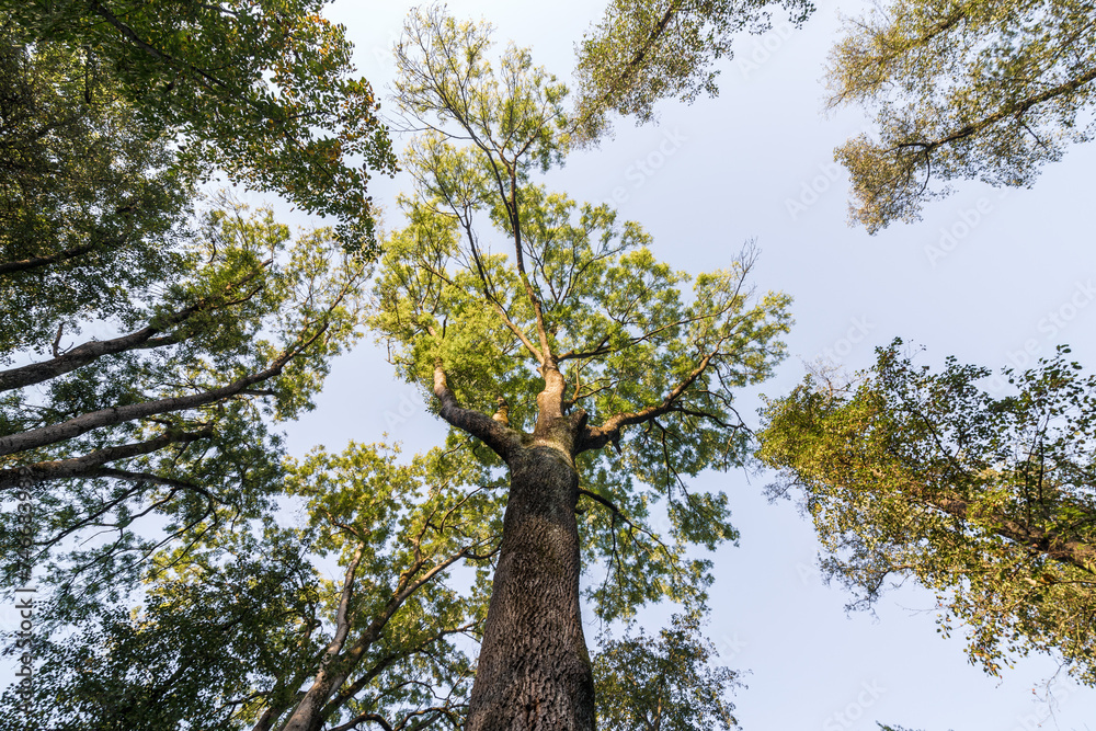 Fototapeta premium Looking up at the treetop of the tree in a park