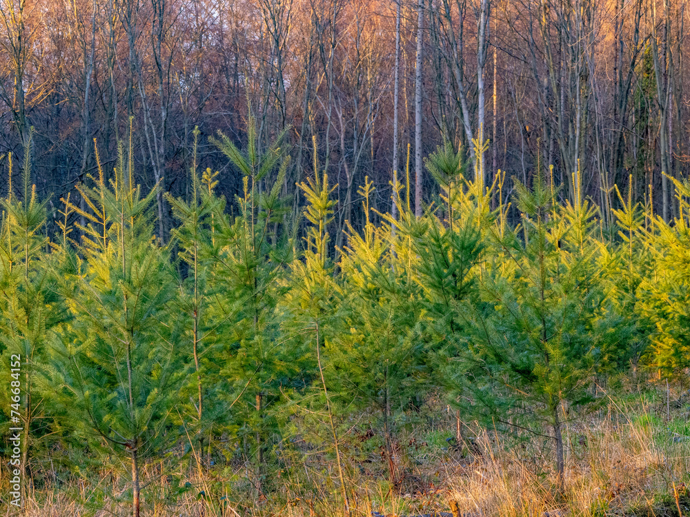Fototapeta premium Wiederaufforstung im Mischwald