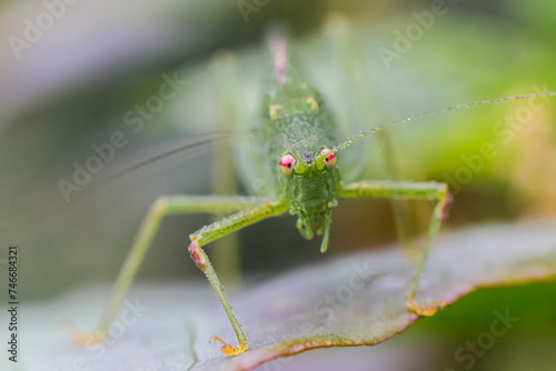 A green grasshopper on a leaf in nature © Alen