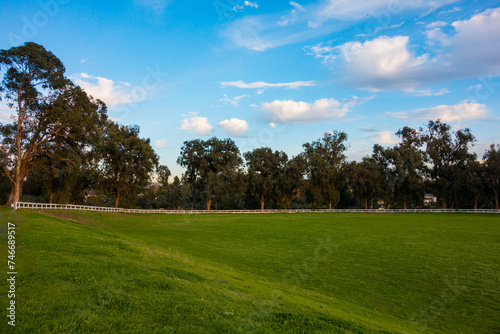 Large eucalyptus trees and a white picket fence line a grass polo field