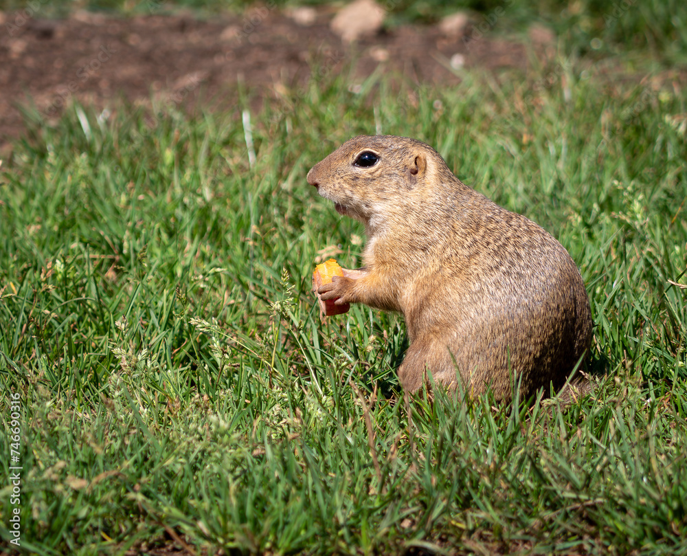 The ground squirrel or common ground squirrel is a field rodent living in central and south-eastern Europe as well as in the territory of Slovakia in the area of the Muránská Planina. The ground squirrel or common ground squirrel is a field rodent living in central and south-eastern Europe as well as in the territory of Slovakia in the area of the Muránská Planina.