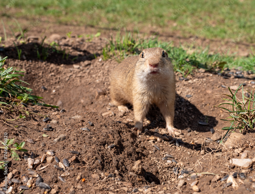 The ground squirrel or common ground squirrel is a field rodent living in central and south-eastern Europe as well as in the territory of Slovakia in the area of the Muránská Planina. The ground squirrel or common ground squirrel is a field rodent living in central and south-eastern Europe as well as in the territory of Slovakia in the area of the Muránská Planina.