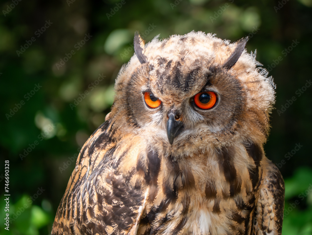 There are 10 species of owls living in Slovakia and this one is one of them.