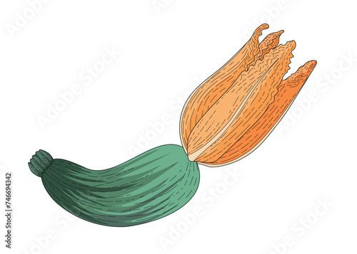 The squash is green striped. The zucchini flower. A fresh vegetable. Vector illustration for the recipe. An ingredient for cooking dishes. Vegetarian food. Zucchini dishes. A dietary product.