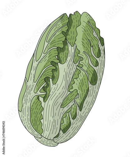 A head of Peking cabbage. Green leafy vegetable. Vector illustration of the recipe. Lettuce leaves. An ingredient for cooking dishes. Vegetarian food. Chinese cabbage salad. A dietary product.