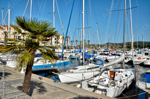 Marina of Argelès-sur-Mer and a palm tree, commune on the côte vermeille in the Pyrénées-Orientales department, Languedoc-Roussillon region, in southern France.