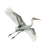 white stork flying