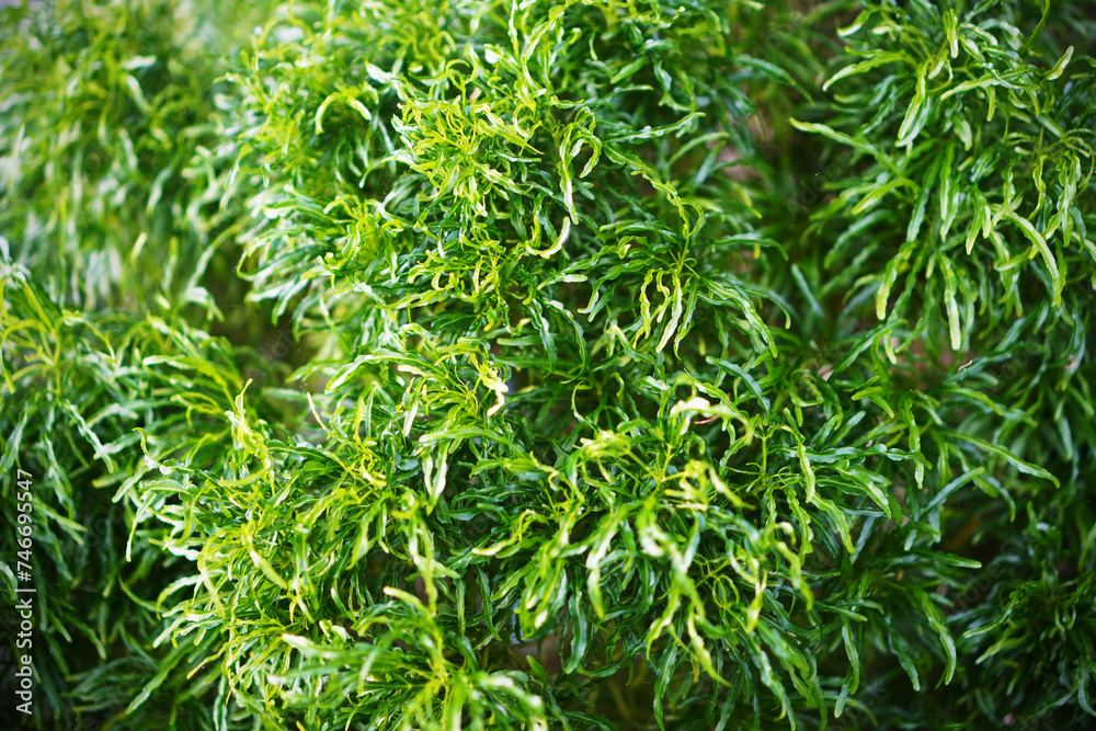 Green leaves background. Tropical foliage texture   