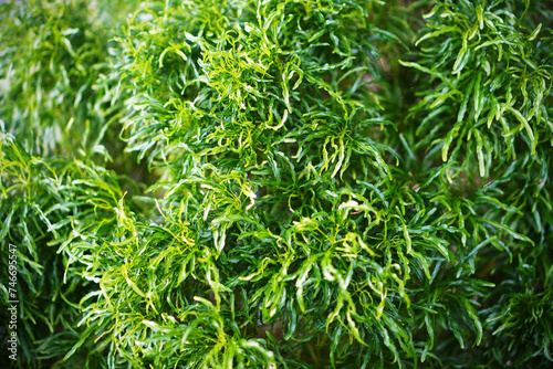 Green leaves background. Tropical foliage texture 