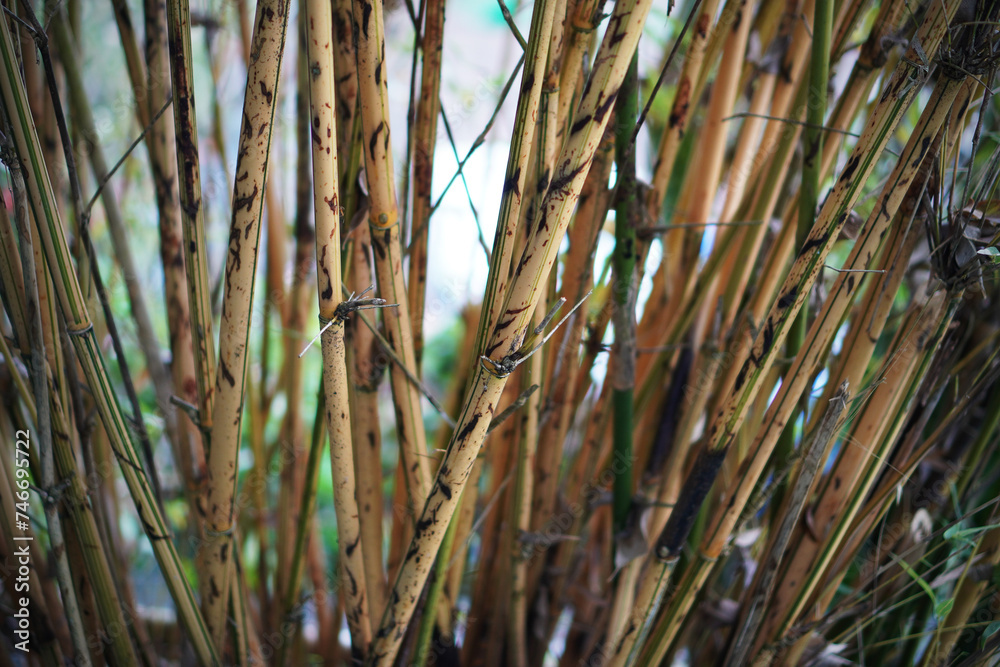 Beautiful green bamboo stems on blurred background Beautiful green bamboo stems on blurred background