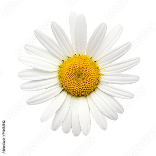 daisy isolated on white background © Buse