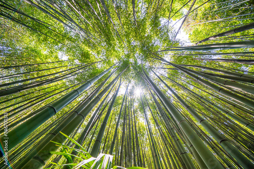 The Bamboo Cevennes  Occitanie  France