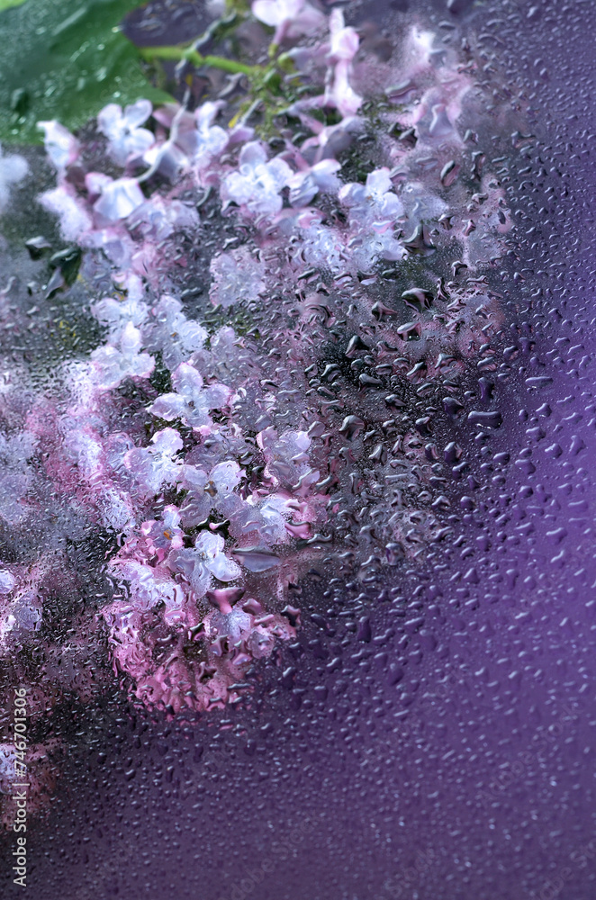 floral background with purple lilac flowers and raindrops