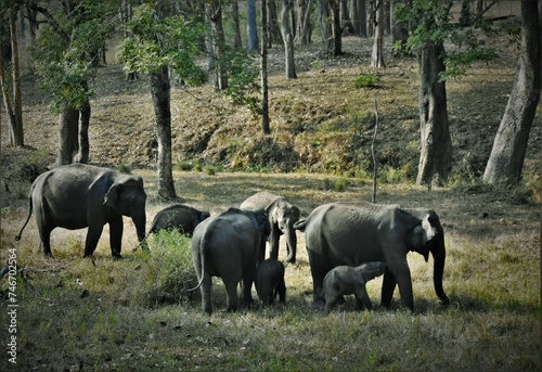 Canvas Print A herd of elephants with calves in Muthumalai tiger reserve, Tamilnadu, India