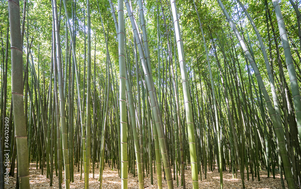 The Bamboo Cevennes, Occitanie, France The Bamboo Cevennes, Occitanie, France