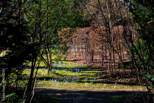 Colourful crocuses in the sunlight on a meadow in Affing on a sunny day