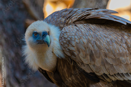 portrait of a vulture close up