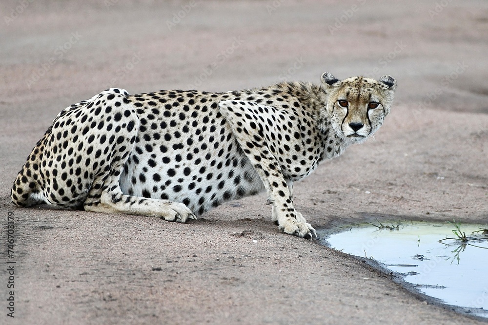 Gepard bewegt sich sehr elegant und sieht beim Trinken sein Spiegelbild Gepard bewegt sich sehr elegant und sieht beim Trinken sein Spiegelbild