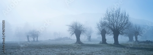 Dehesa de Fresnos (Fraxinus excelsior) pollards in the fog. Forest of the Blacksmith of San Lorenzo de El Escorial. Sierra de Guadarrama. Madrid's community. Spain. Europe photo