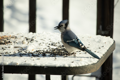 This blue jay came out to this white scene for some food. This beautiful bird is in the snow with birdseed all around. The corvid has really pretty blue, white, and black colored feathers. photo