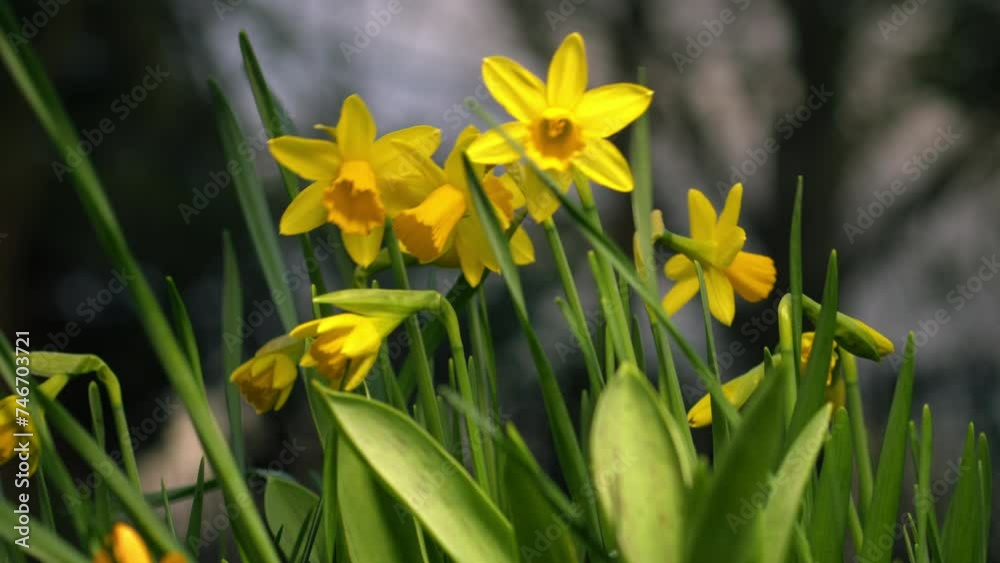 Daffodil Narcissus dwarf flower on windy springtime day Daffodil Narcissus dwarf flower on windy springtime day