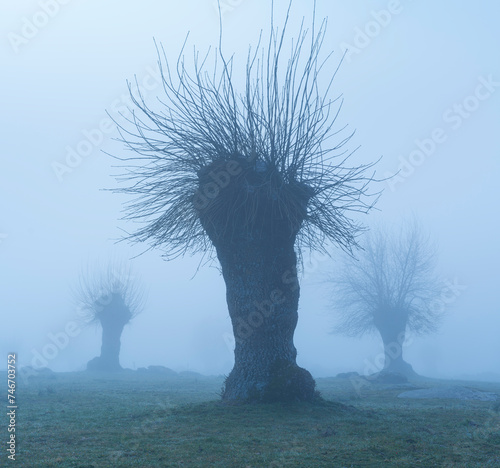 Dehesa de Fresnos (Fraxinus excelsior) pollards in the fog. Forest of the Blacksmith of San Lorenzo de El Escorial. Sierra de Guadarrama. Madrid's community. Spain. Europe