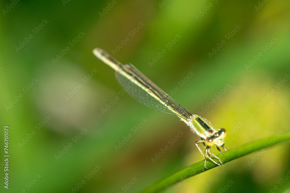Dragonfly perched on a green stem Dragonfly perched on a green stem
