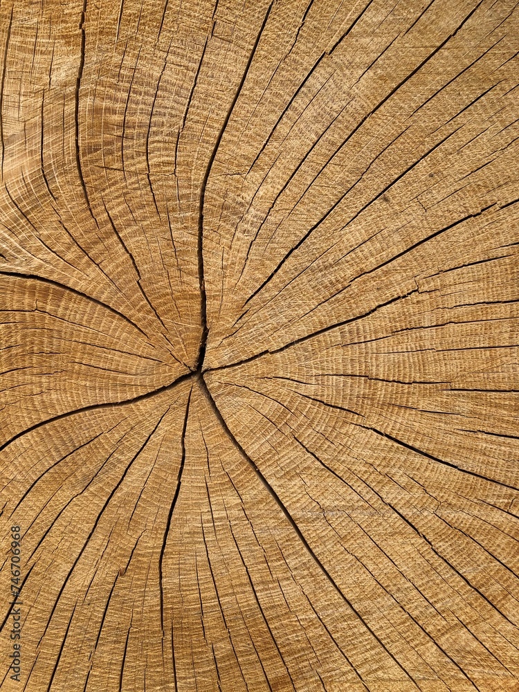 Fototapeta premium Old Tree Cross Section. Background and texture with space for text...