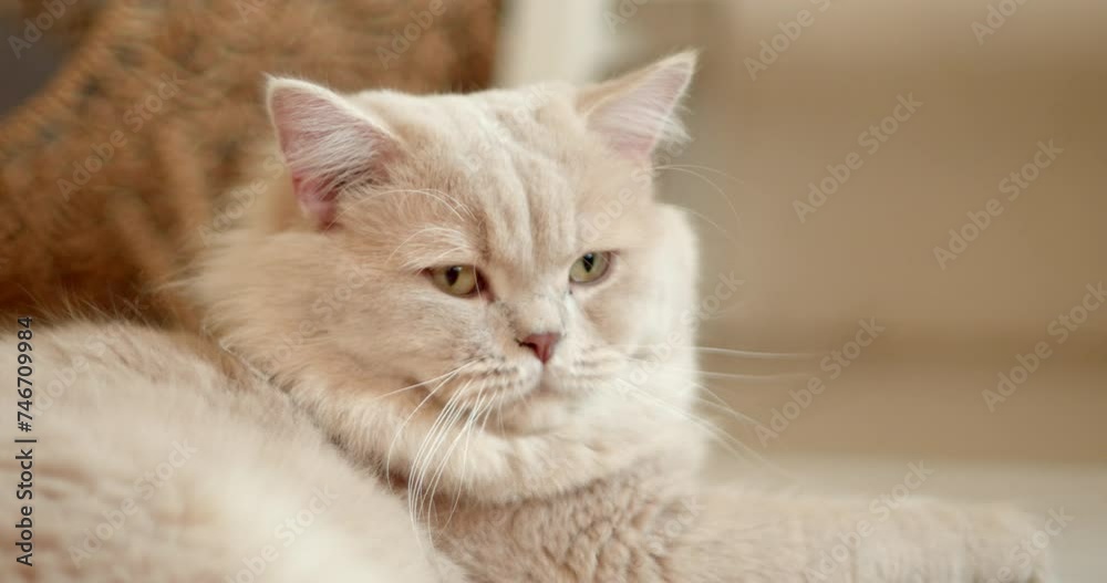 A cute cat is lying down in the house in warm light. A cute cat is lying down in the house in warm light.