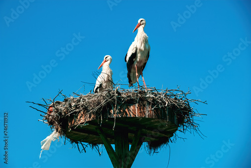 Storks nesting in the village of Eskikaraagac, Bursa