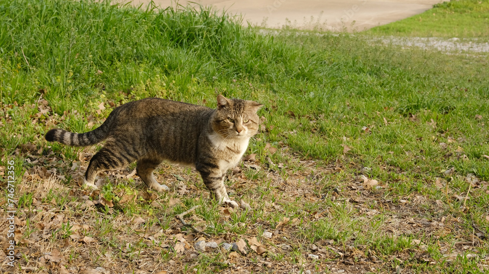 Obraz premium Large stout tom cat in green grass yard.