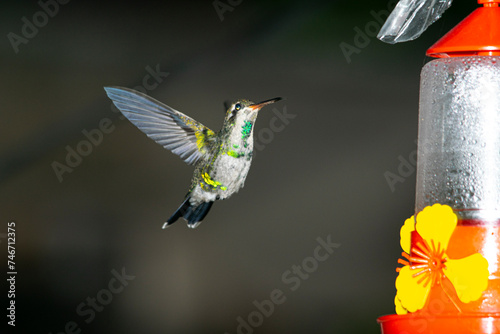 Hummingbird sucking nectar from a flowe, in the gardenr photo