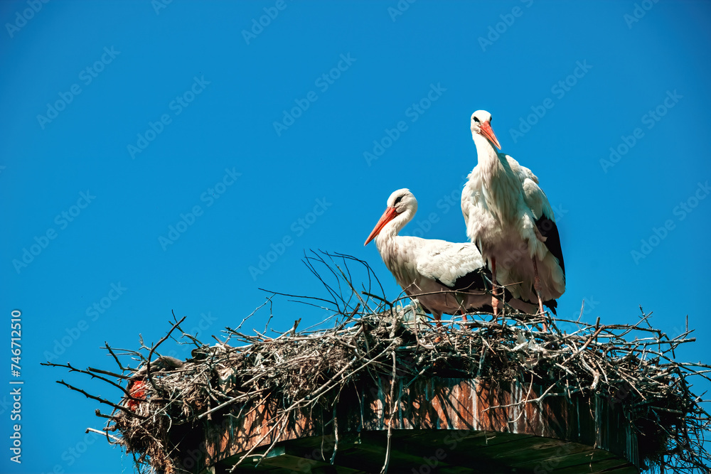 Fototapeta premium Storks nesting in the village of Eskikaraagac, Bursa