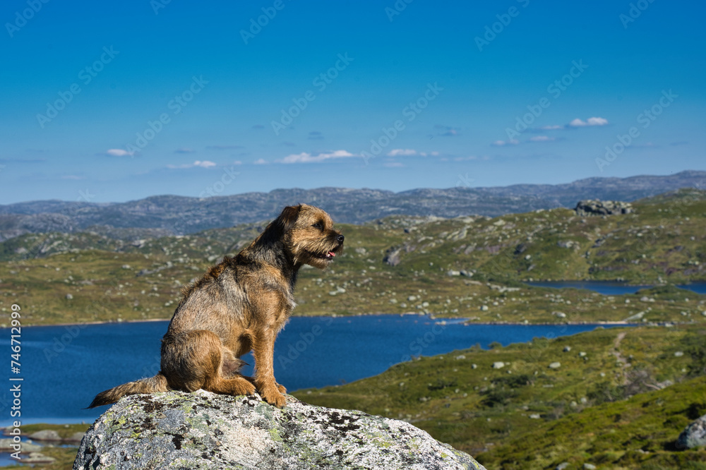 a brown dog is sitting on the edge of a rock