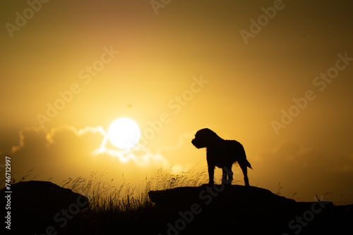 the silhouette of a dog is seen against the sun at sunset