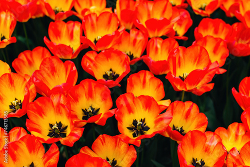 Colorful Spring tulips in the garden