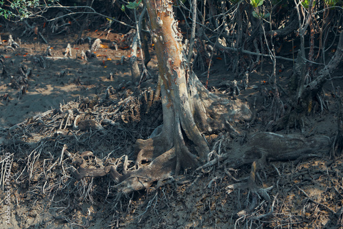 Sundarbans biosphere reserve: unique root systems of sundari tree (Heritiera fomes), that has adventitious aerial roots which grow upward, help mangrove plants to breath in this saline environment. photo