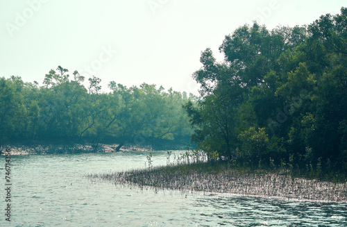 dense jungle of sundari trees, Heritiera fomes, (gives the Sundarbans region its name) partly submerged in brackish salty water. At Sundarbans biosphere reserve, the largest mangrove forest in world. photo