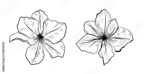 set of clematis flowers hand-drawn vector