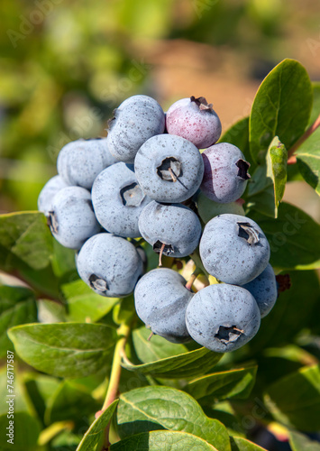 Blueberry farm with bunch o...