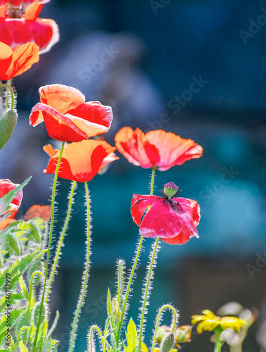 Close up of Winter flowers Red Poppy with bokeh of water  drops on its petals in some garden in India.