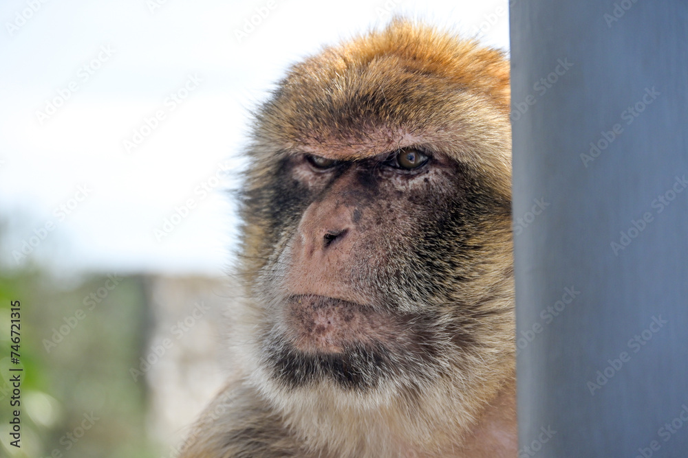 Obraz premium Macaque