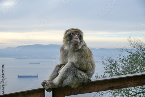 Macaque © Ajda
