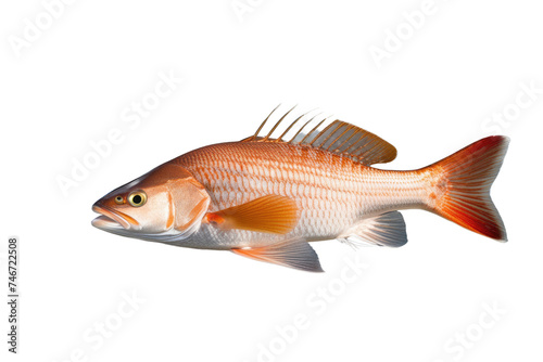 a high quality stock photograph of a single red drum redfish fish isolated on transparent background