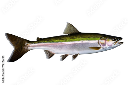 a high quality stock photograph of a single steelhead fish isolated on transparent background