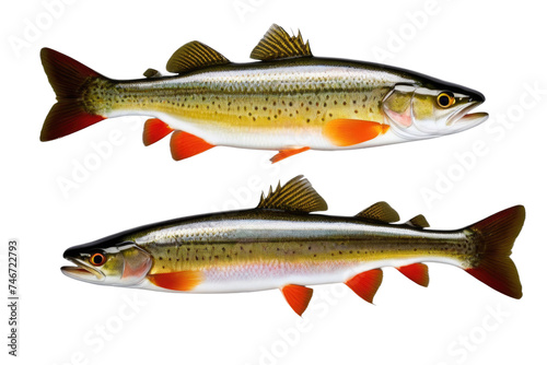 a high quality stock photograph of a single sea trout weakfish fish isolated on transparent background